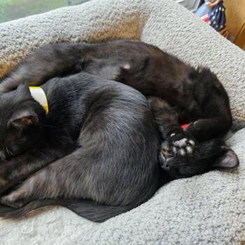 Ajax -  Domestic Short Hair Cat for Adoption in Buffalo, Minnesota - Ajax | PetCurious