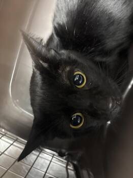 PISHOTI -  Domestic Short Hair Cat for Adoption in Las Vegas, Nevada - PISHOTI | PetCurious