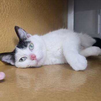 Staryu -  Domestic Short Hair Cat for Adoption in Chicago, Illinois - Staryu | PetCurious