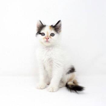 Soju -  Domestic Short Hair Cat for Adoption in Florence, Arizona - Soju | PetCurious