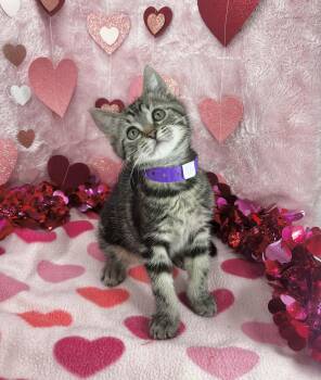 Tabby Cats Available for Adoption - Ariel | PetCurious