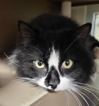 Domestic Long Hair and Domestic Short Hair Cats Available for Adoption in Albuquerque, New Mexico - CUTIE PIE | PetCurious