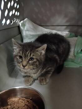 Domestic Medium Hair Cats Available for Adoption in Liberty, New York - Stormy (C) | PetCurious