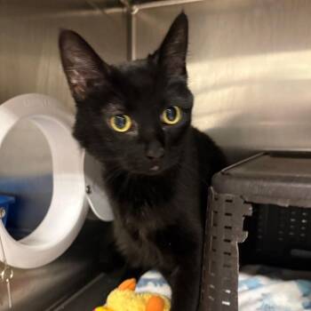 Binx -  Domestic Short Hair Cat for Adoption in Spokane, Washington - Binx | PetCurious