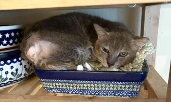 Tailor Made -  Domestic Short Hair Cat for Adoption in Camden, South Carolina - Tailor Made | PetCurious