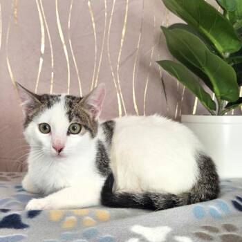 Domestic Short Hair Cats Available for Adoption - Mr. Klaws | PetCurious