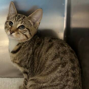 Rescue Domestic Short Hair Cats for Adoption in East Hanover, New Jersey - Newton | PetCurious