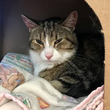Allie -  Domestic Short Hair Cat for Adoption in West Olive, Michigan - Allie | PetCurious
