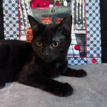 Domestic Short Hair Cats Available for Adoption - Snow Flurry | PetCurious