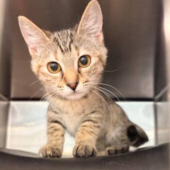 Junebug -  Domestic Short Hair Cat for Adoption in Spokane, Washington - Junebug | PetCurious