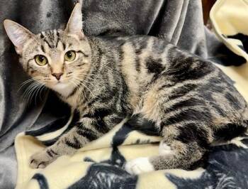 Rescue Domestic Short Hair Cats for Adoption in Gary, Indiana - Snickers | PetCurious