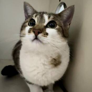 Domestic Short Hair Cats Available for Adoption in Las Vegas, Nevada - Ginny 53770 | PetCurious