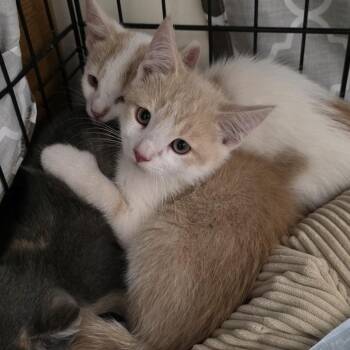 Sweet Potato -  Domestic Short Hair Cat for Adoption in Madison, Wisconsin - Sweet Potato | PetCurious