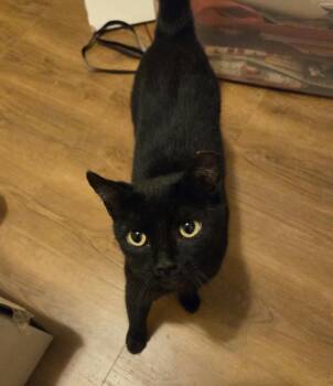Lucy -  Domestic Short Hair Cat for Adoption in Roanoke, Virginia - Lucy | PetCurious