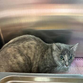 Domestic Short Hair Cats Available for Adoption - Cookie Dough | PetCurious