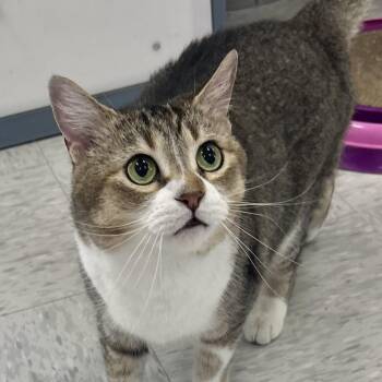 Caroline -  Domestic Short Hair Cat for Adoption in Bardstown, Kentucky - Caroline | PetCurious