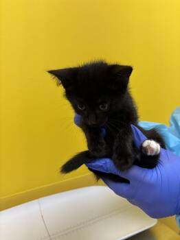Yeti -  Domestic Short Hair Cat for Adoption in Raleigh, North Carolina - Yeti | PetCurious
