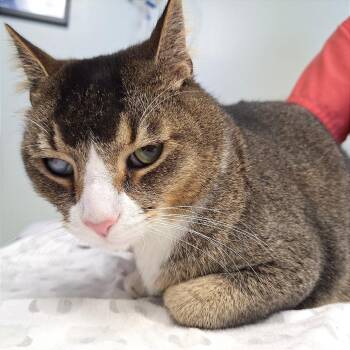 Joe -  Domestic Short Hair Cat for Adoption in Cumming, Georgia - Joe | PetCurious