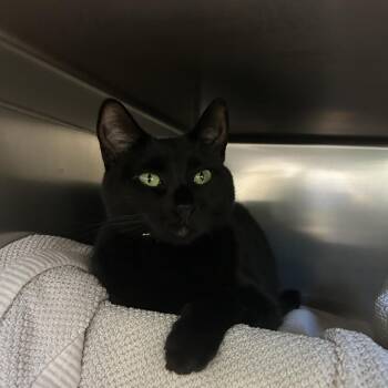 Lulu Bean -  Domestic Short Hair Cat for Adoption in Houston, Texas - Lulu Bean | PetCurious