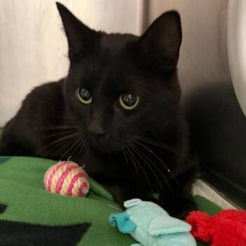 Annie -  Domestic Short Hair Cat for Adoption in Middlebury, Vermont - Annie | PetCurious