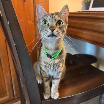 Roda Woodville -  Tabby and Domestic Short Hair Cat for Adoption in Friendswood, Texas - Roda Woodville | PetCurious