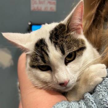 Domestic Short Hair Cats Available for Adoption - CHESTER | PetCurious
