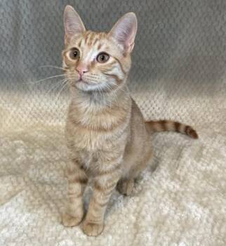 Domestic Short Hair Cats Available for Adoption - Seamus | PetCurious