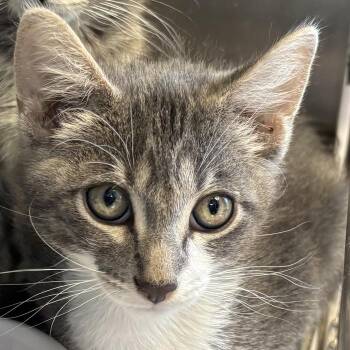 Carl -  Domestic Short Hair Cat for Adoption in Davenport, Iowa - Carl | PetCurious