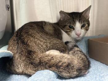 Wallace -  Domestic Short Hair Cat for Adoption - Wallace | PetCurious