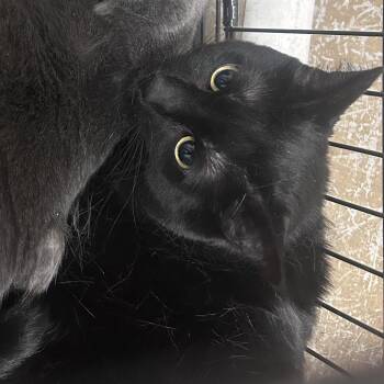 Domestic Short Hair Cats Available for Adoption - Nugget | PetCurious