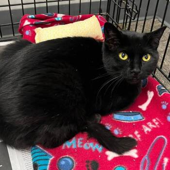Sparkle -  Domestic Short Hair Cat for Adoption in Buffalo, New York - Sparkle | PetCurious