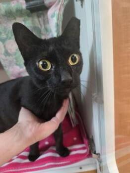 Domestic Short Hair Cats Available for Adoption in Savannah, Georgia - Valentine | PetCurious