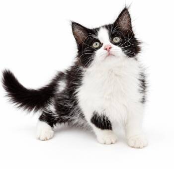 Wrenny is a cuddle bug bottle baby - BONDED TO SCOUT her sis -  Maine Coon and Turkish Van Cat for Adoption in Bedford Hills, New York - Wrenny Is A Cuddle Bug Bottle Baby - BONDED TO SCOUT Her Sis | PetCurious