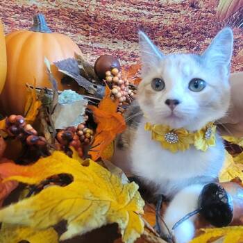 Rescue American Shorthair Cats for Adoption in Tipton, Indiana - Peaches | PetCurious