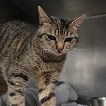 Tulip -  Domestic Short Hair Cat for Adoption in San Jacinto, California - Tulip | PetCurious