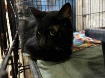 Rescue Domestic Short Hair Cats for Adoption in Joplin, Missouri - Ebony 125394 | PetCurious