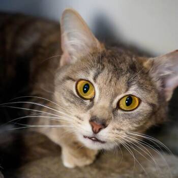 Judy -  Domestic Short Hair Cat Available for Adoption - Judy | PetCurious