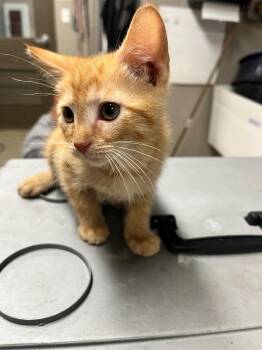 Robo -  Domestic Short Hair Cat for Adoption in Hopkinsville, Kentucky - Robo | PetCurious