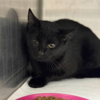 Domestic Short Hair Cats Available for Adoption - Euri (Beetlejuice) | PetCurious