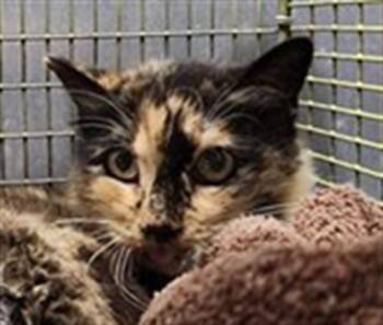 SOSHA -  Domestic Medium Hair Cat for Adoption in San Antonio, Texas - SOSHA | PetCurious