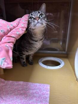 Domestic Short Hair Cats Available for Adoption in Fort Collins, Colorado - Old Bay | PetCurious