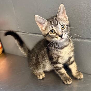 Domestic Short Hair Cats Available for Adoption in Tuscaloosa, Alabama - TUSC-Stray-84527_2 | PetCurious