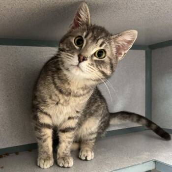 Domestic Short Hair Cats Available for Adoption - TJ | PetCurious