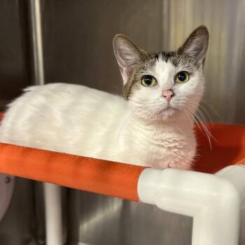 Domestic Short Hair Cats Available for Adoption in Salt Lake City, Utah - Ripley | PetCurious