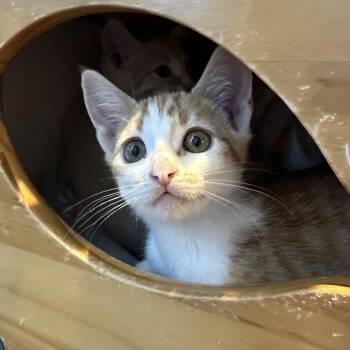 Yakitori -  Domestic Short Hair Cat for Adoption in Los Angeles, California - Yakitori | PetCurious