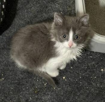 Domestic Medium Hair Cats Available for Adoption in Hoffman Estates, Illinois - Boo | PetCurious