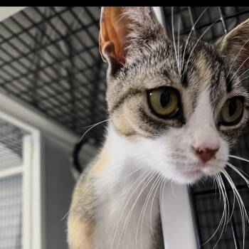 Monet -  Domestic Short Hair Cat for Adoption in Brockport, New York - Monet | PetCurious