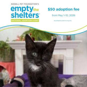 Domestic Short Hair Cats Available for Adoption in Santa Cruz, California - CRONUT* | PetCurious