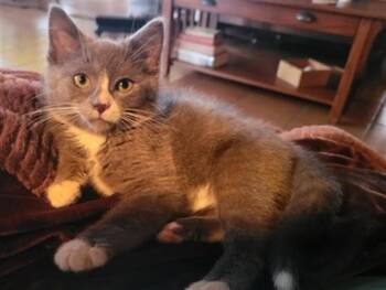 Domestic Short Hair Cats Available for Adoption in Salinas, California - SMOKEY | PetCurious