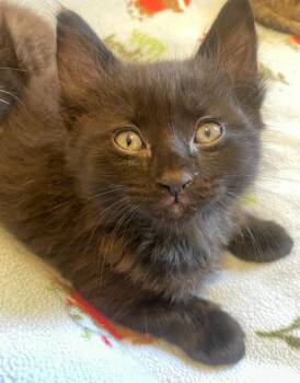 Ozzi -  Domestic Short Hair Cat for Adoption in Thousand Oaks, California - Ozzi | PetCurious